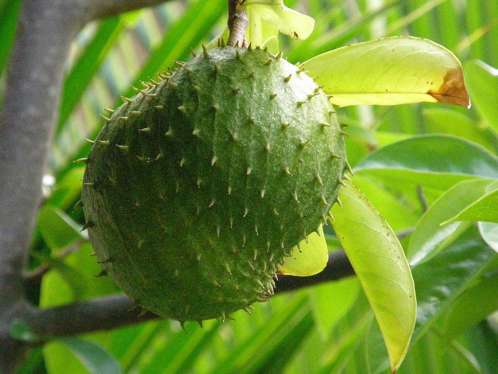 jamaican food - Soursop