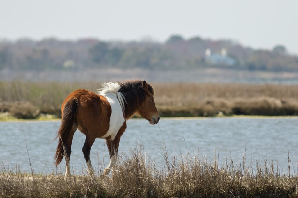 weekend getaways from dc - Chincoteague Island