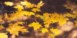 fall peak