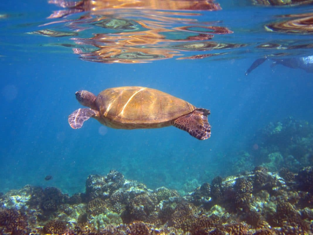 Swim with Sea Turtles