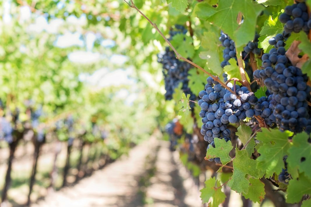 things to do in california - Napa Valley