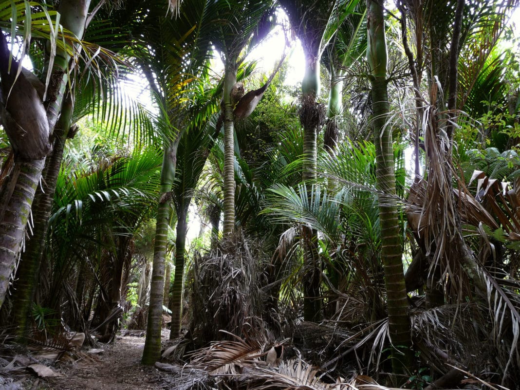 Waiheke island - Regional Park