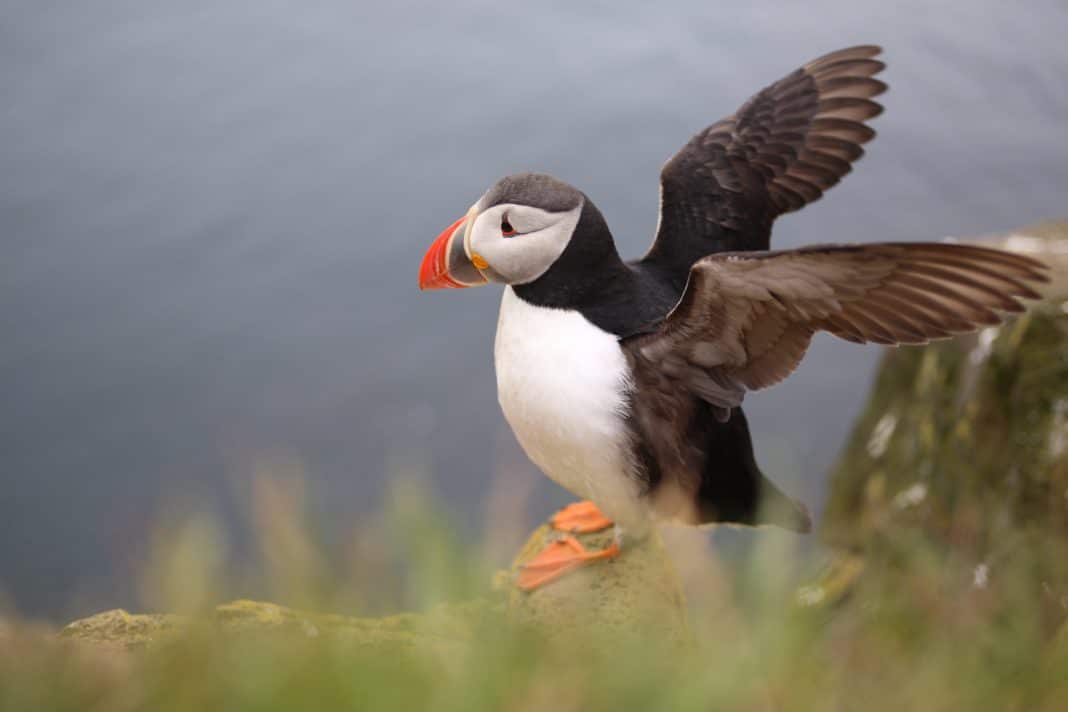 things to do in iceland - Puffins