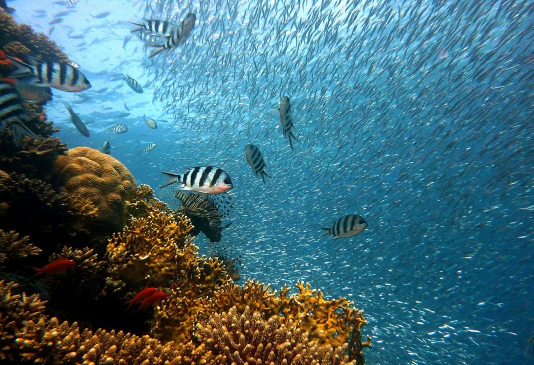 Caribbean for snorkeling 