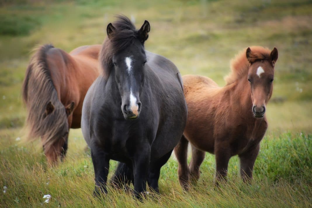 things to do in iceland - Ride a Horse