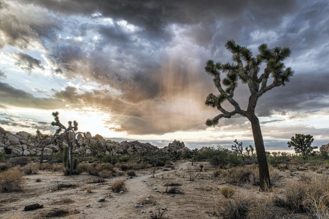 national parks in California - Joshua Tree