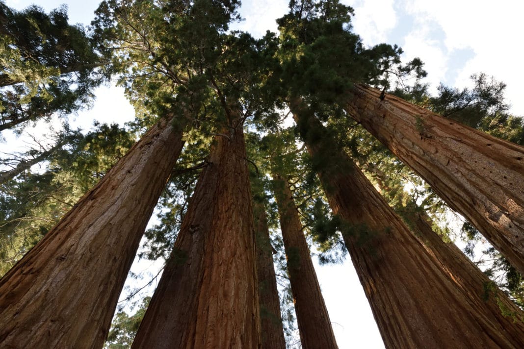 national parks in California - Sequoia