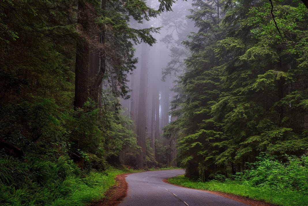 national parks in California - Redwood