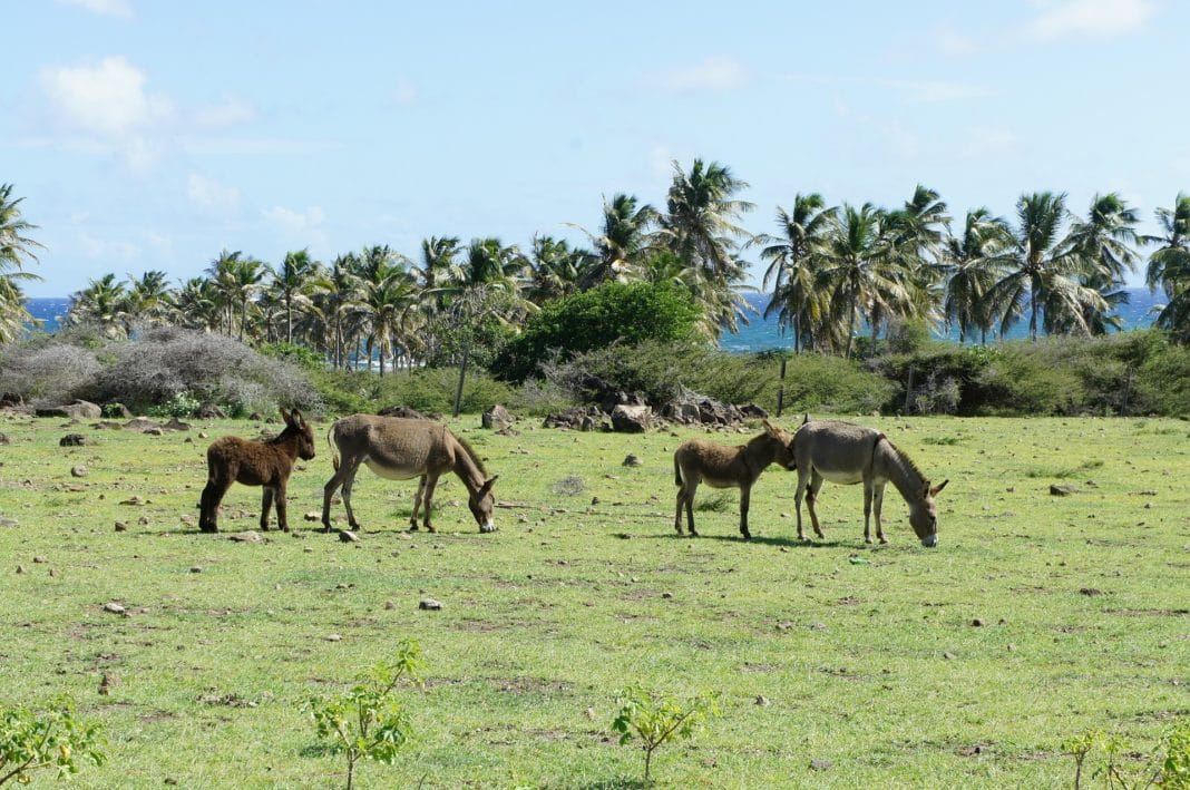 winter vacation ideas - st kitts nevis