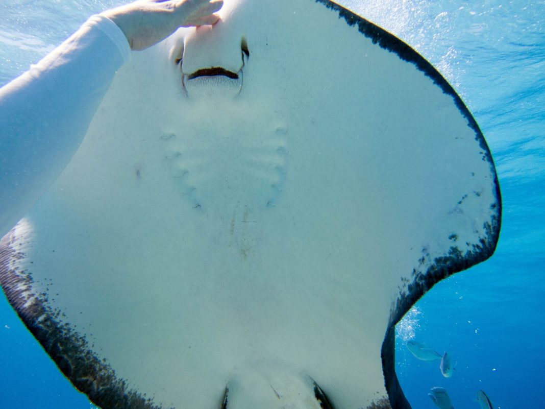 the cayman islands - Stingray City