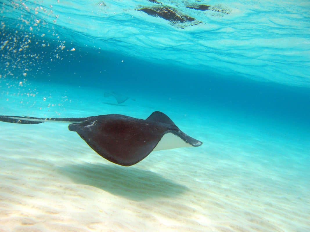 Swim with Stingrays At Stingray City