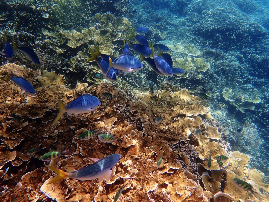 australia cairns