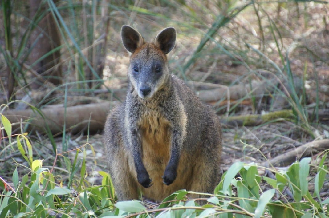 Kangaroo Island