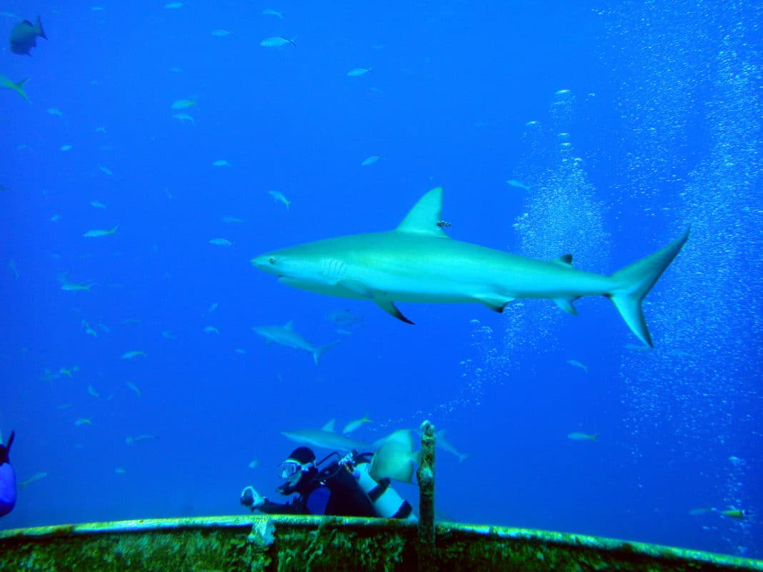 Sharks In Stuart Cove