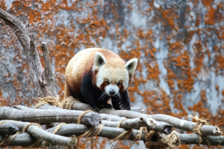 Animals at the National Zoo