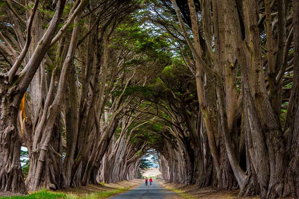 Cypress Tree Tunnel