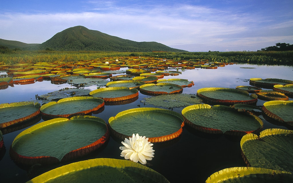 Pantanal Wetland