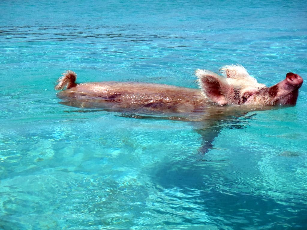 Swim With Pigs In Exuma