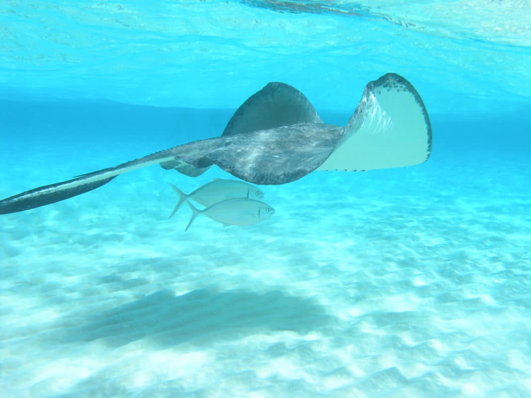 Take A Dip With Stingrays