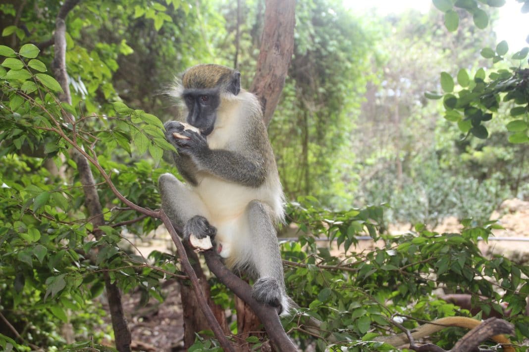 Barbados Wildlife Reserve