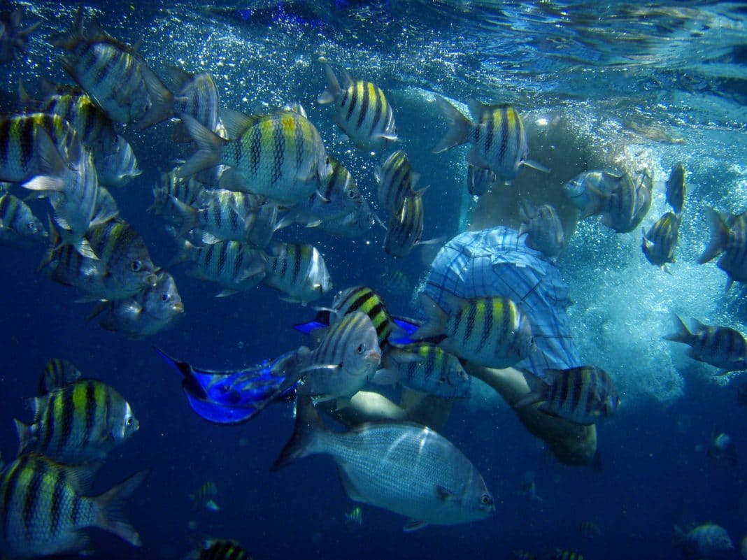 things to do in aruba - under the sea