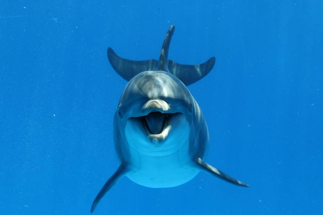 Delphinus Dolphin Habitat