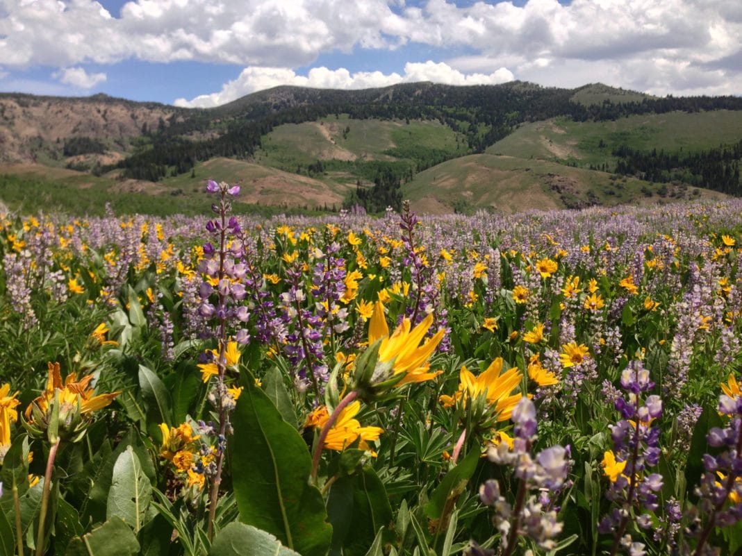 Humboldt-Toiyabe National Forest