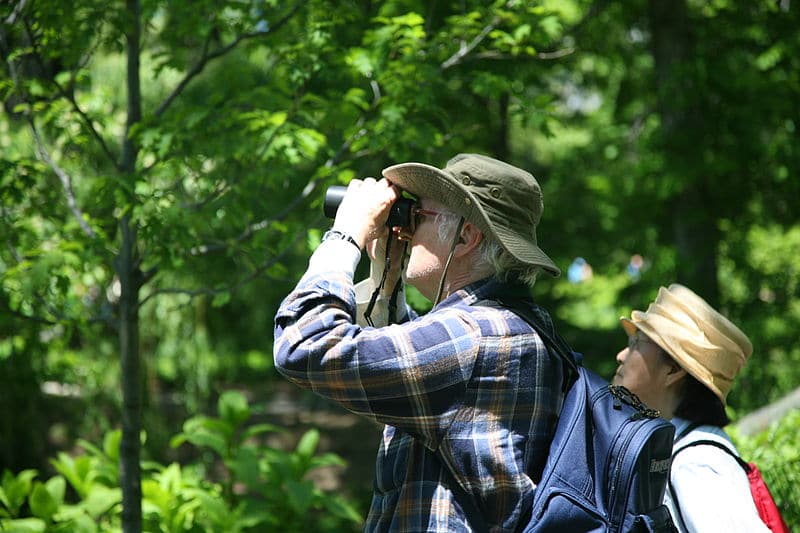 Little St. Simons Island Birding