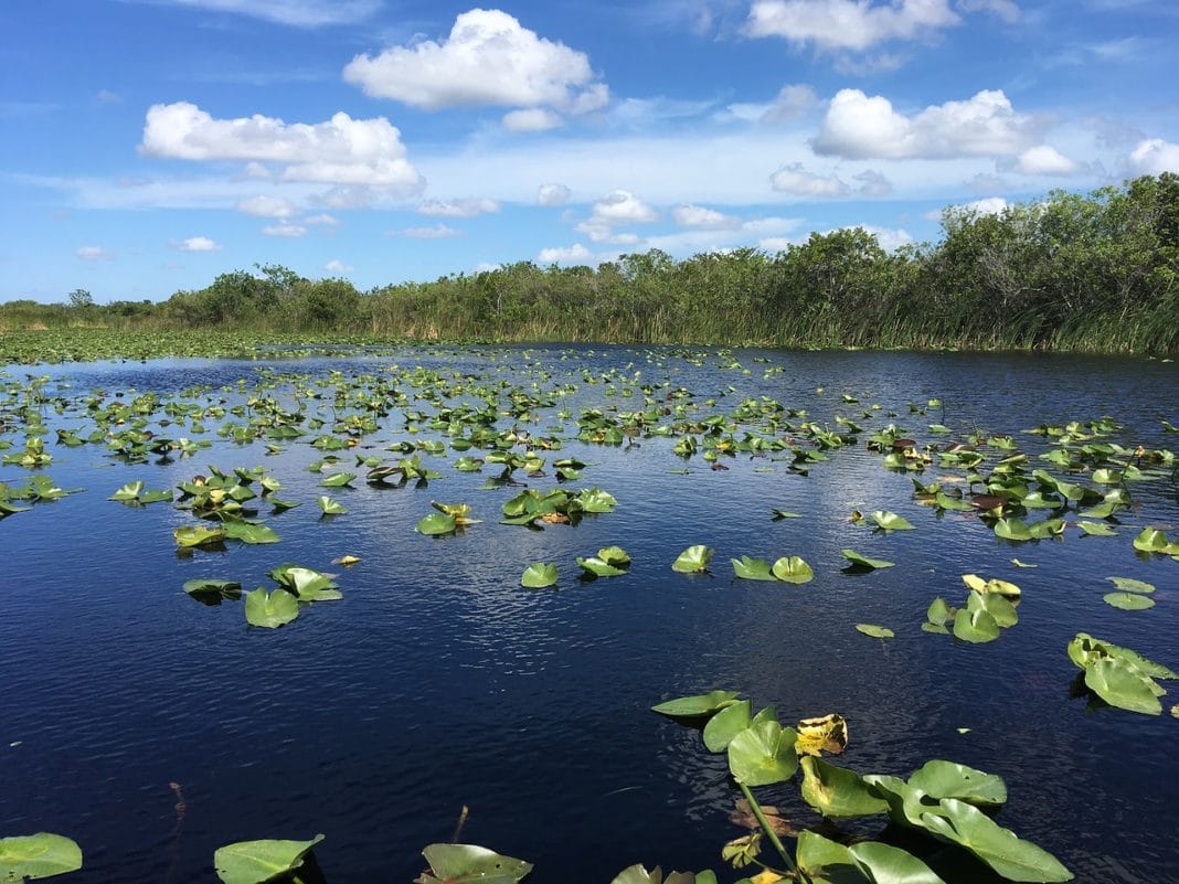 Go On An Airboat Ride