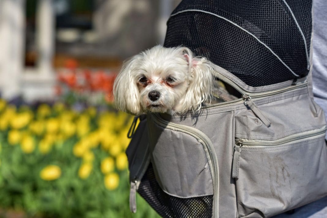 United Airline Pet