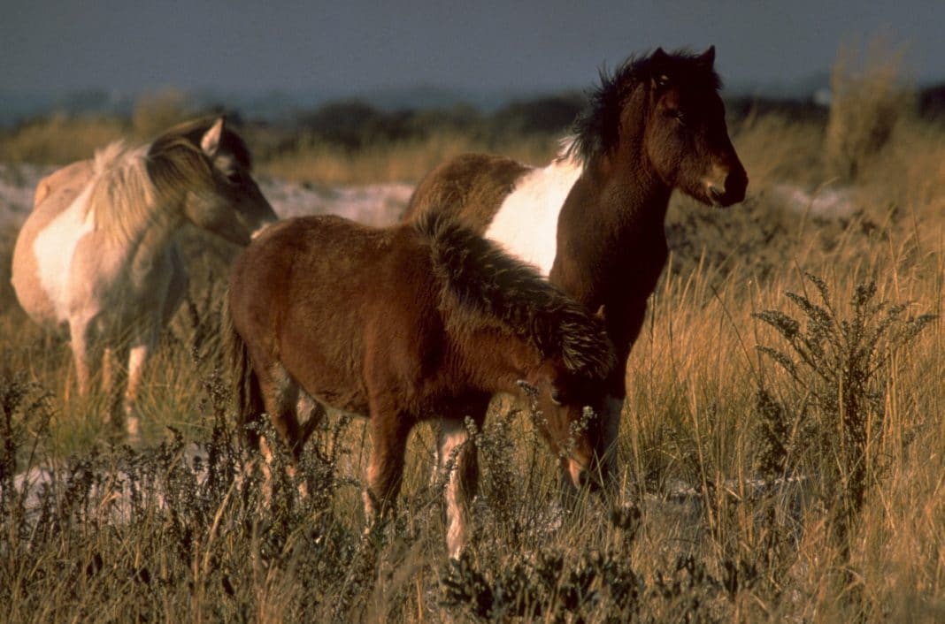 Chincoteague