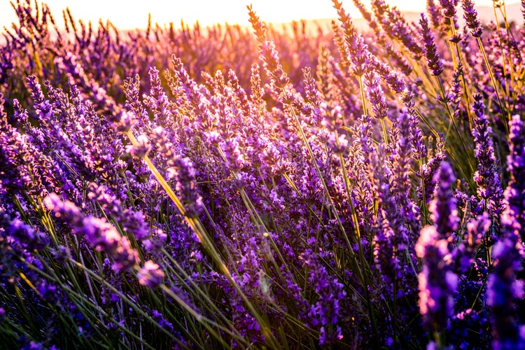 south of france - Provence