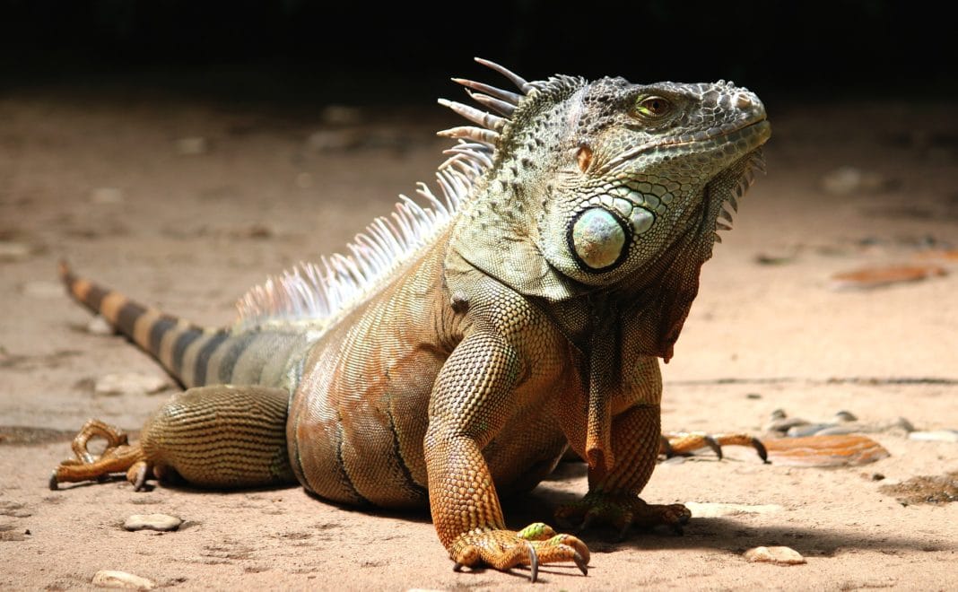 turks iguana