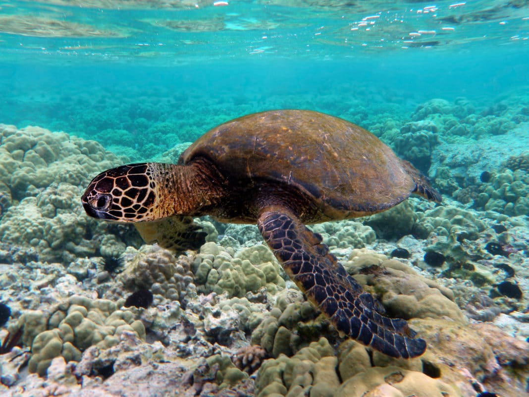 Tortuguero National Park