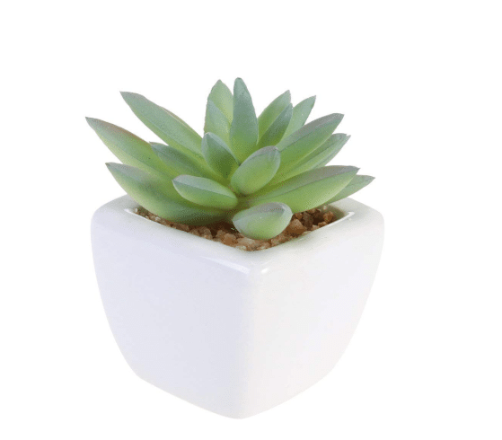 gifts under $10 - No-Maintenance Succulent