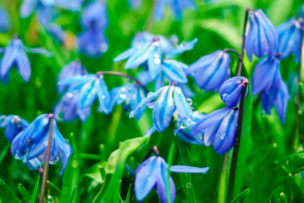 bluebell_flowers_blue_butterfly_orchid_spanish_hasengl ...
