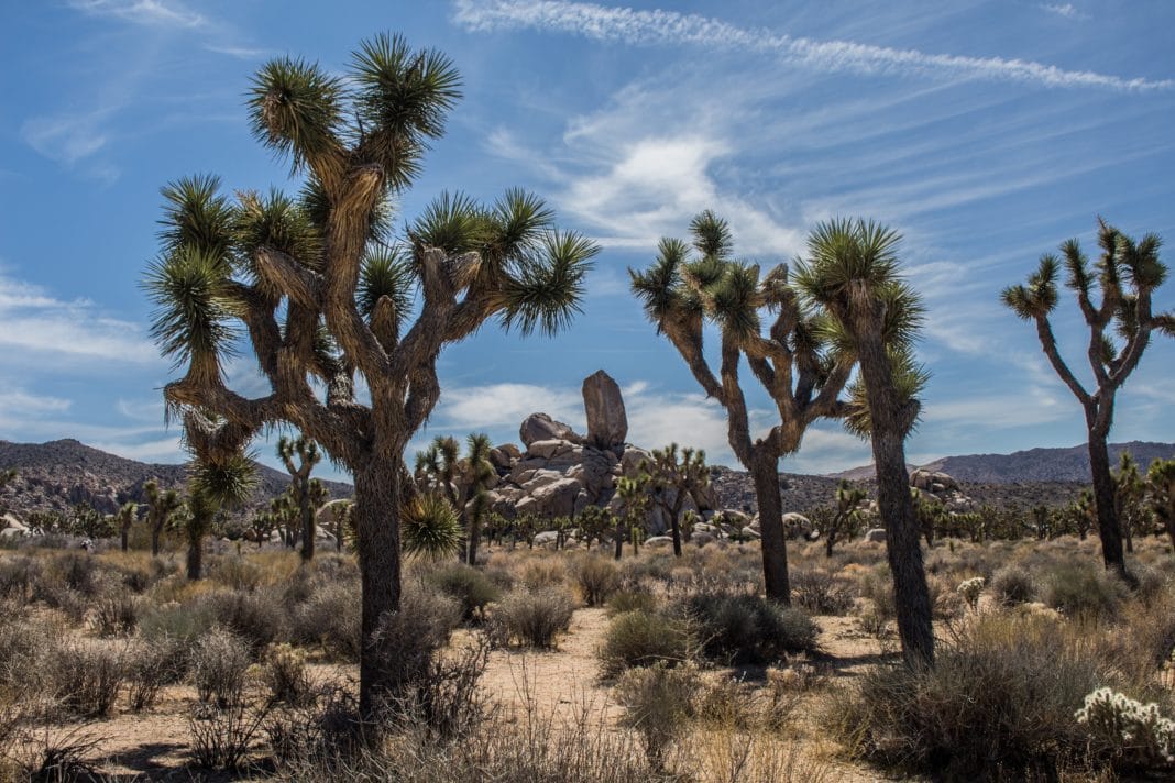 best places to camp - Joshua Tree