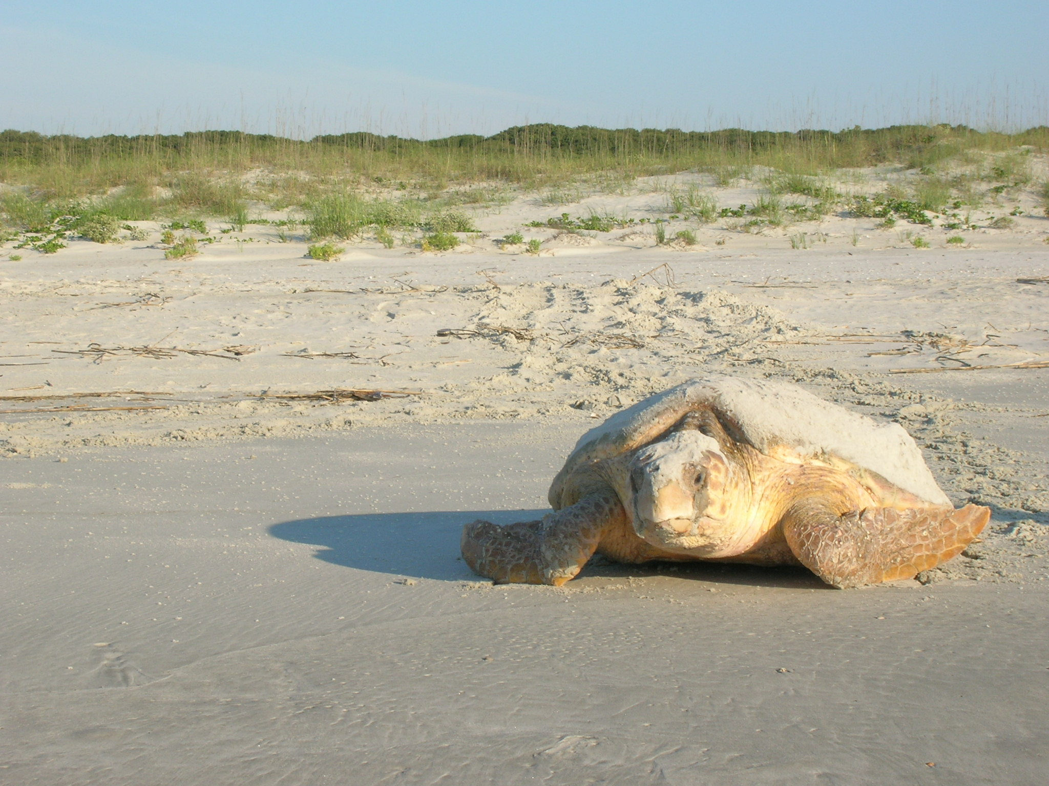 Cumberland National Seashore