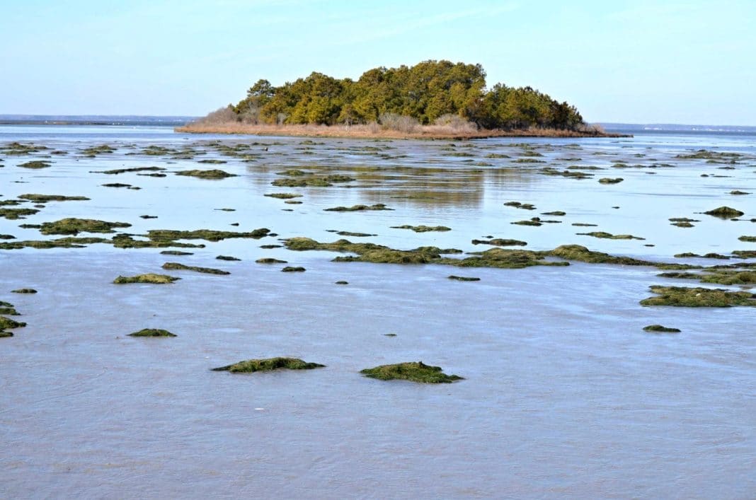 beaches in Maryland - Assateague Island