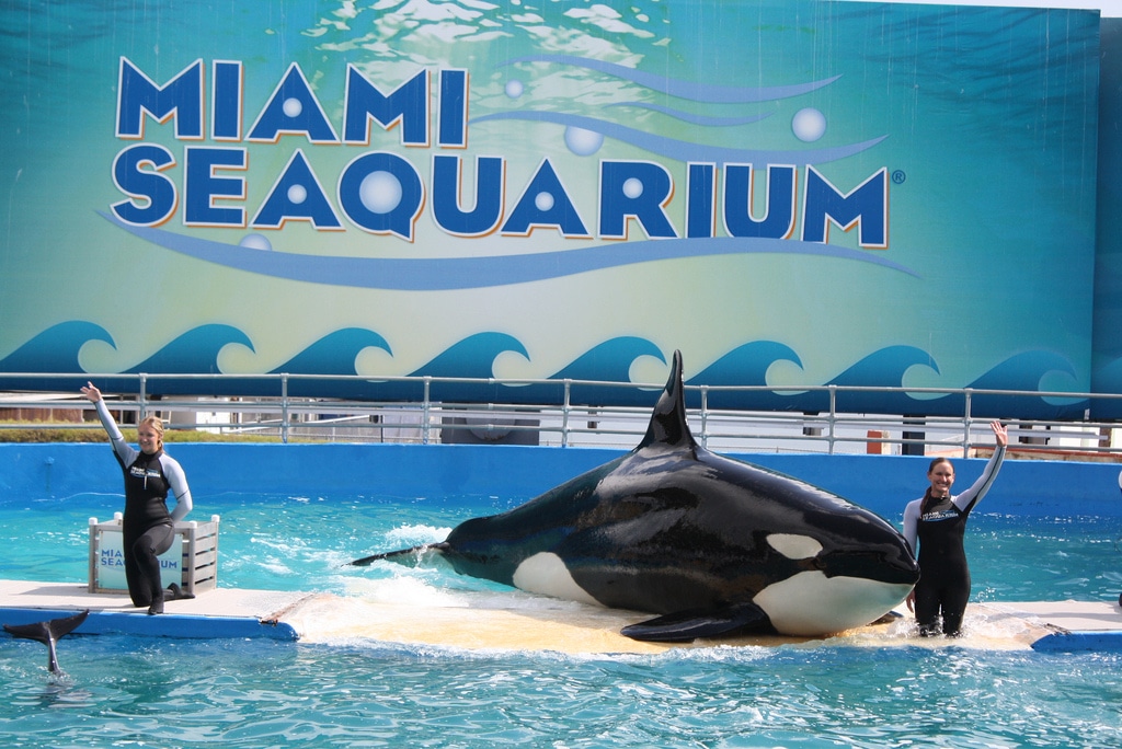 things to do in south florida - Miami Seaquarium