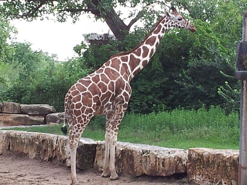 Sedgwick County Zoo