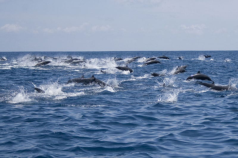 living in costa rica - Whale Coast