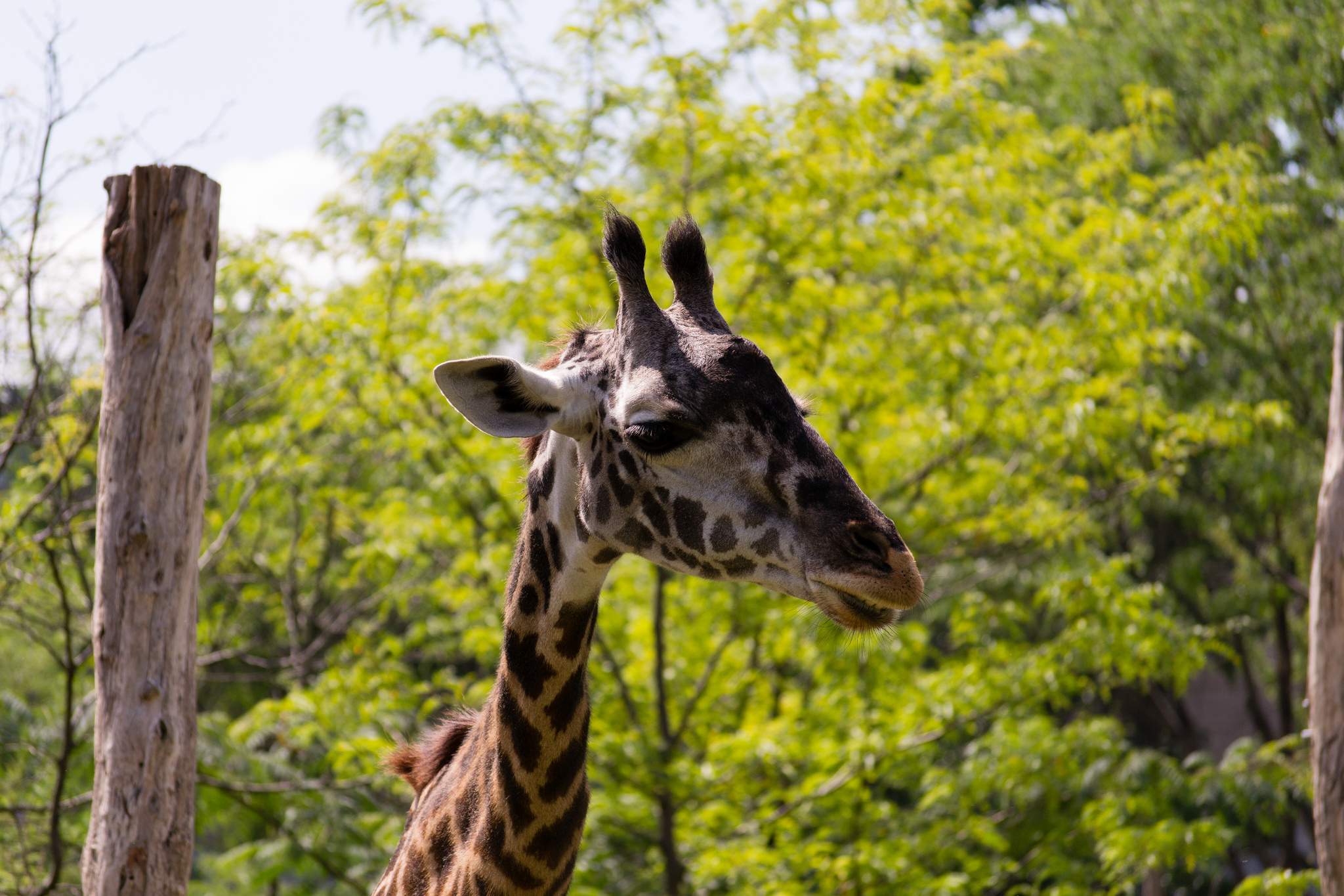 best zoos in the us - Cincinnati Zoo