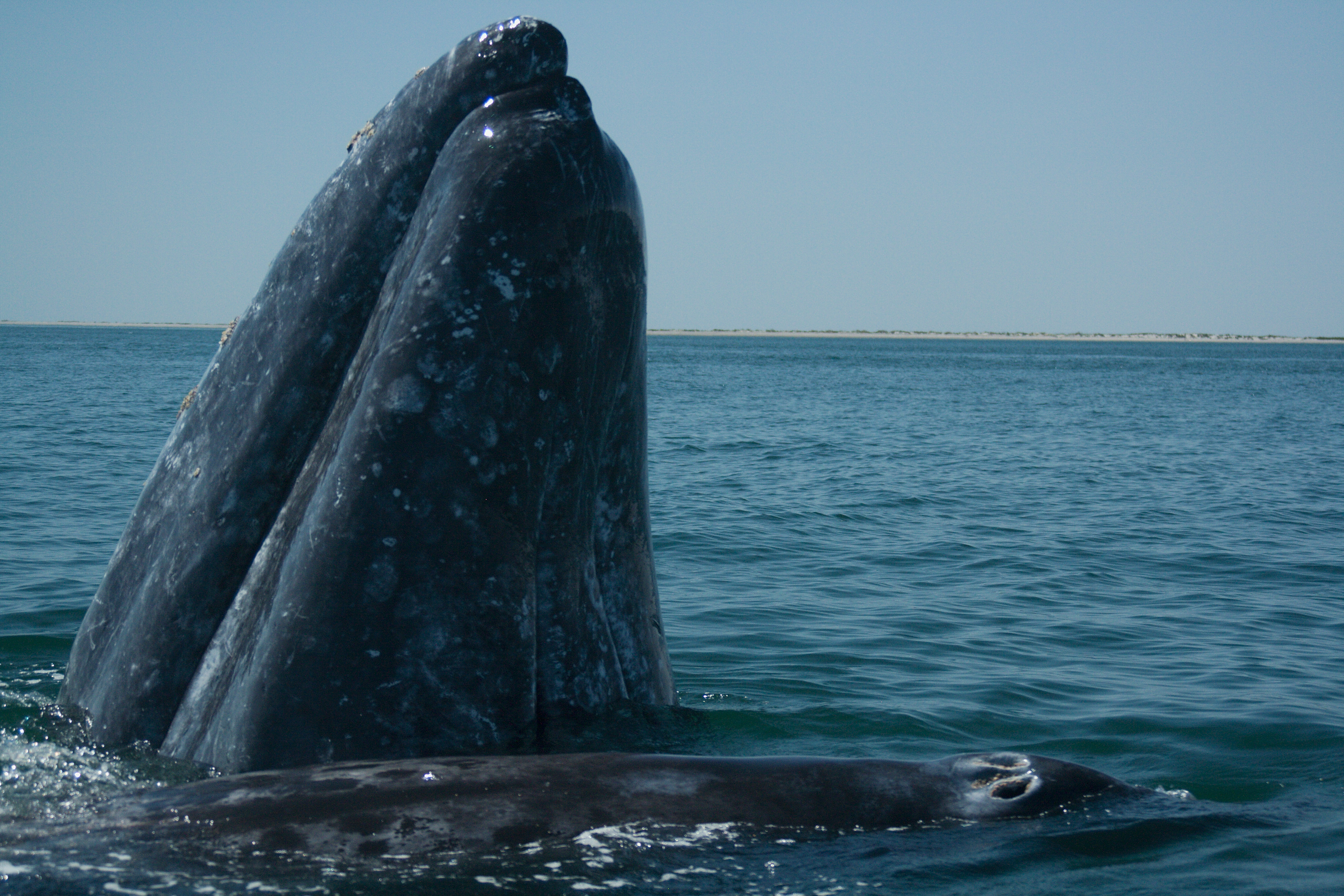 things to do in cabo - Whale Watching