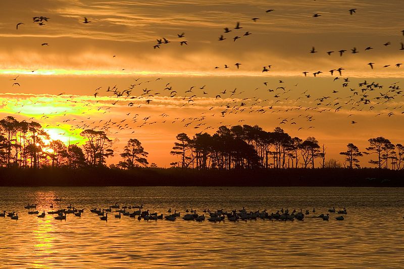 places to visit in Virginia - Chincoteague National Wildlife