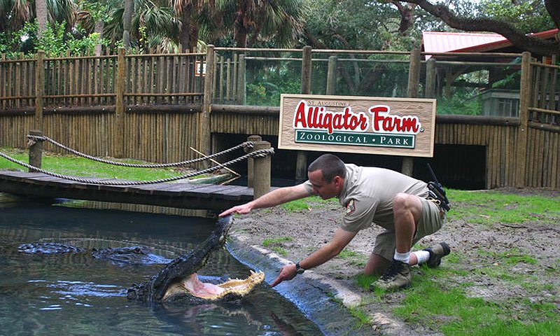 things to do in st. augustine - Alligator Farm