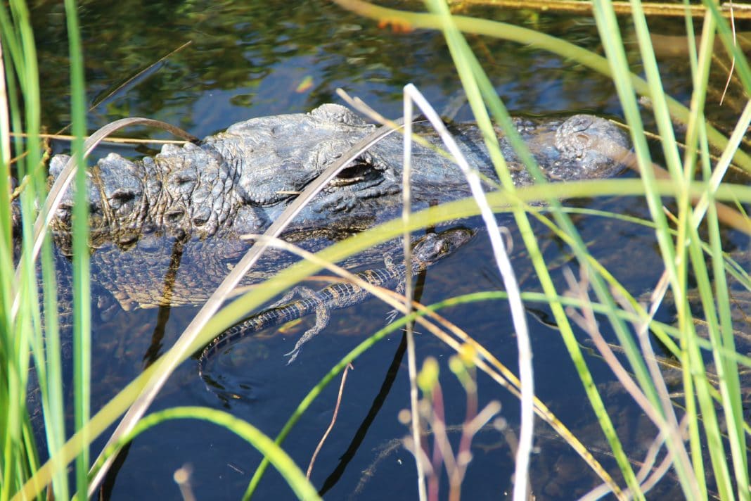 things to do in south florida - Everglades