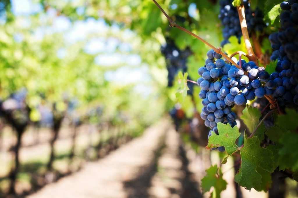 Long Island Wineries 10 Best Sites for WineLoving Travelers trekbible