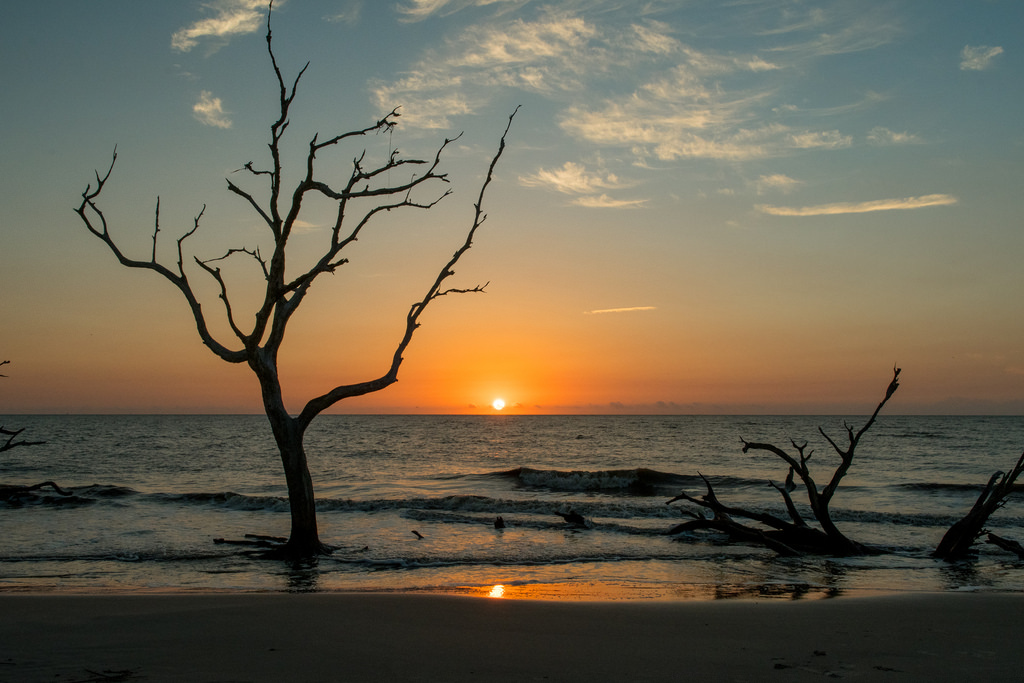 places to visit in georgia - Driftwood Beach, Jekyll Island