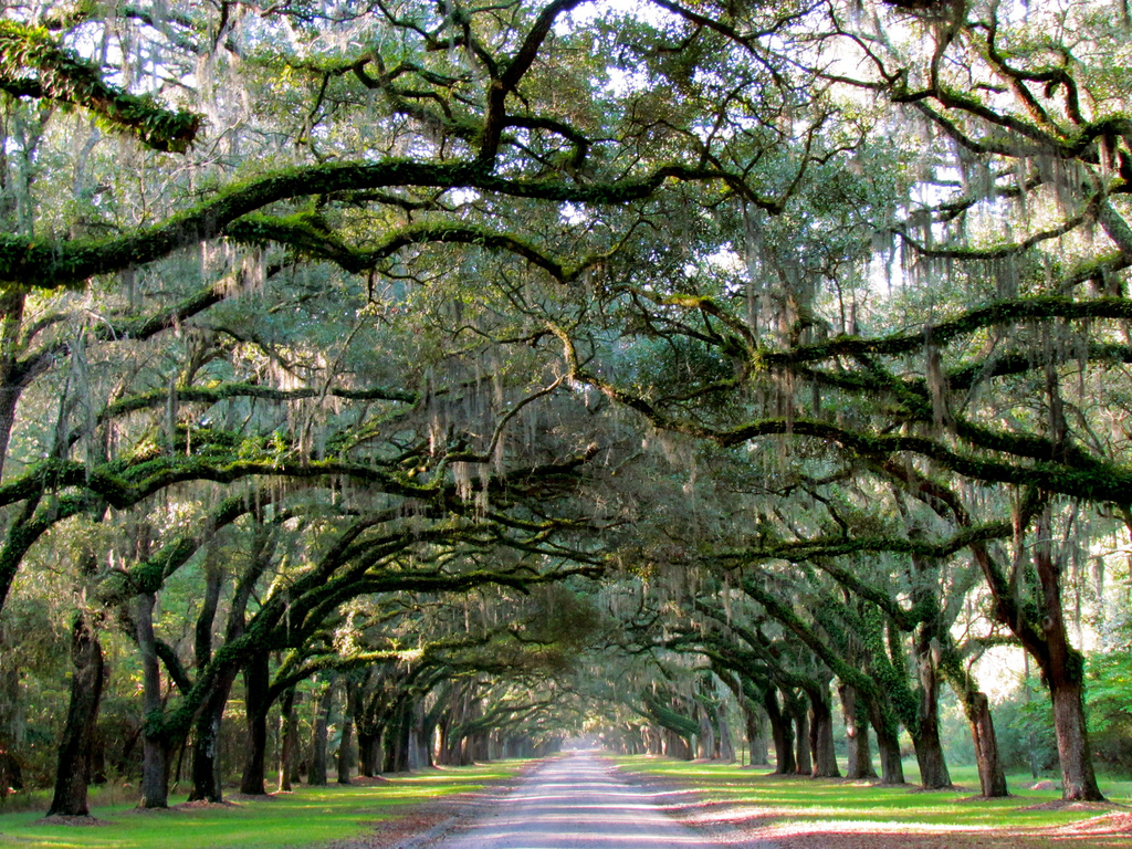 places to visit in georgia - Wormsloe Historic Site